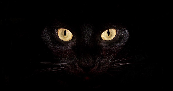 Черная кошка, символ Хэллоуина